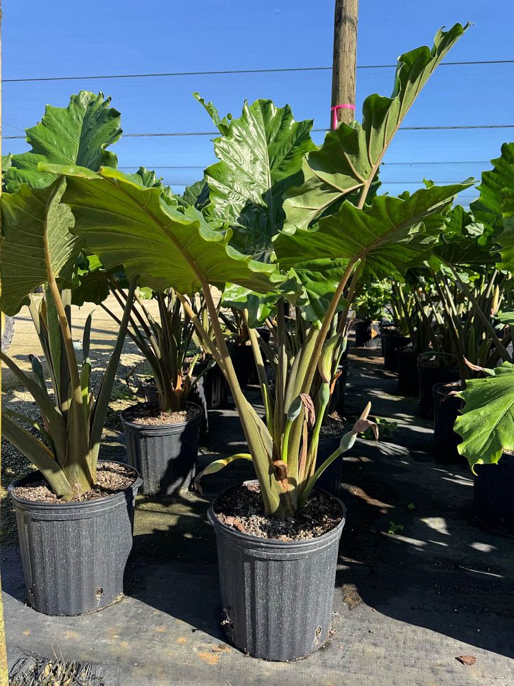 alocasia-portora-elephant-ear