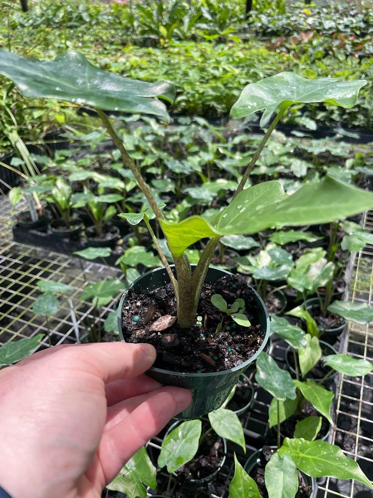 alocasia-portora-elephant-ear