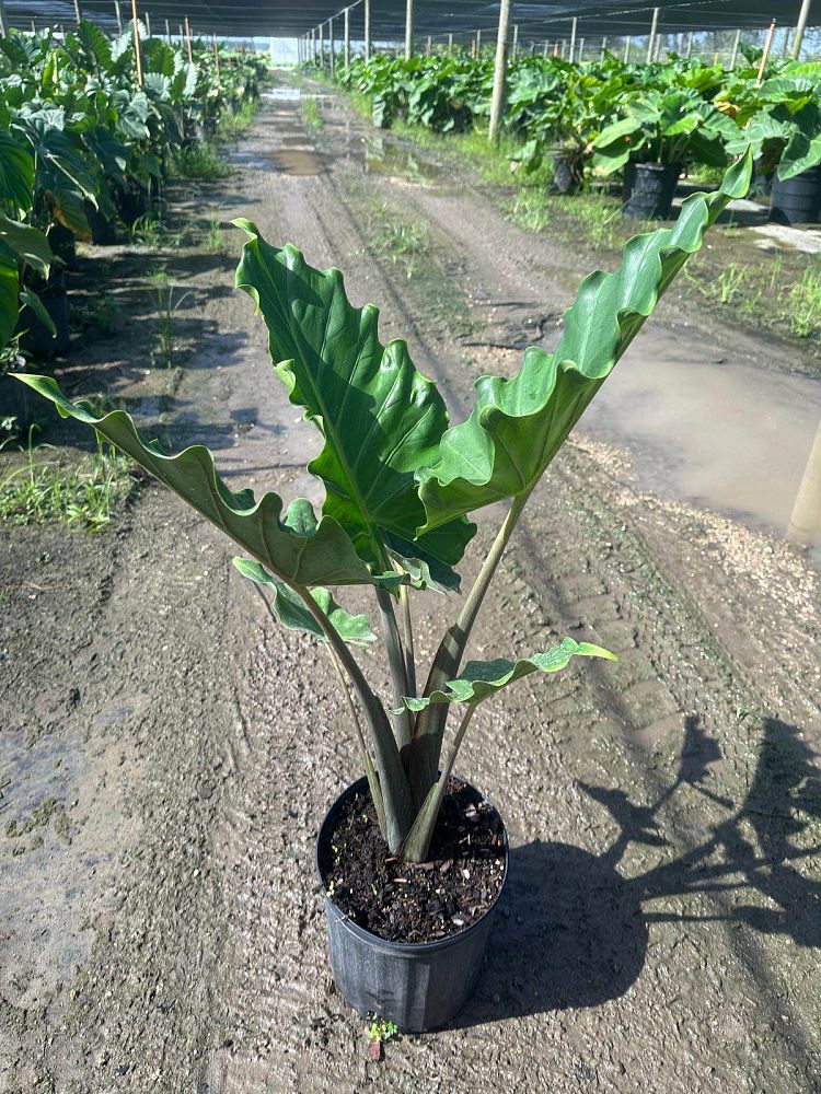 alocasia-portora-elephant-ear