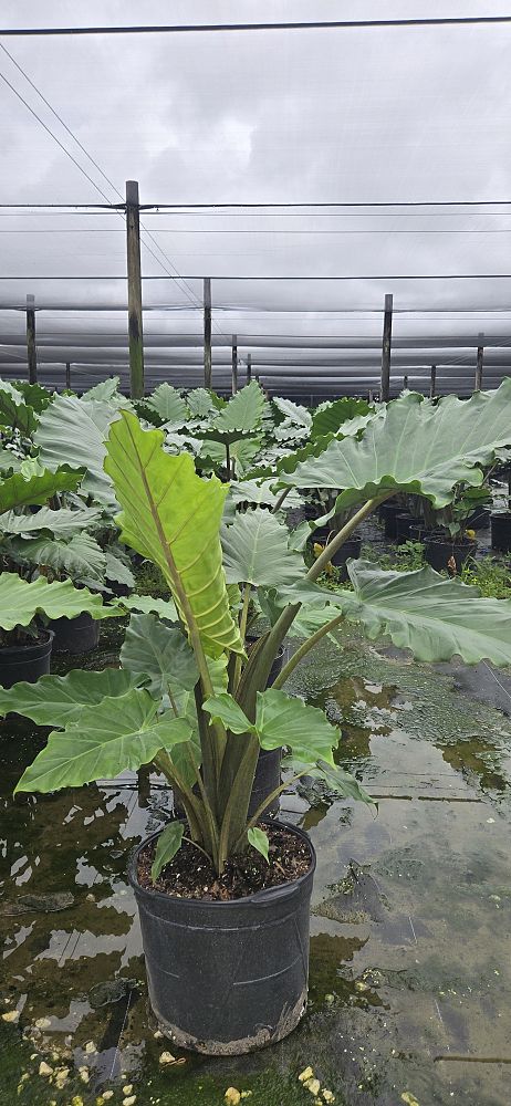 alocasia-portora-elephant-ear