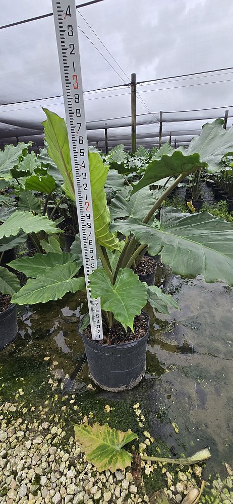 alocasia-portora-elephant-ear