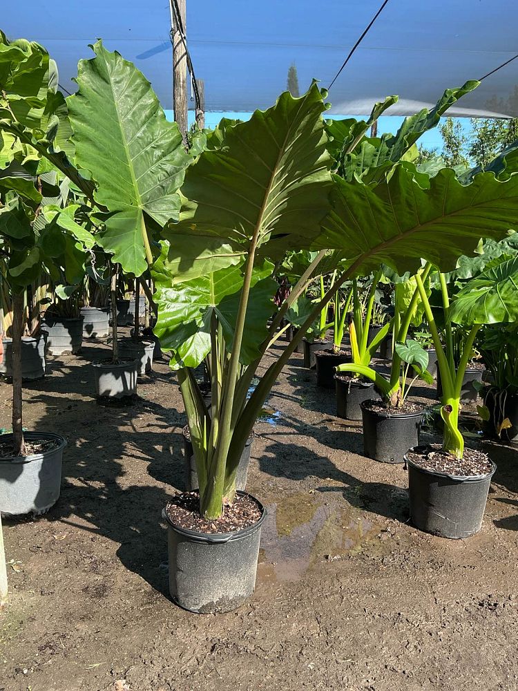 alocasia-portora-elephant-ear