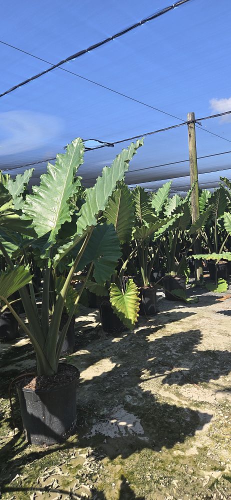 alocasia-portora-elephant-ear