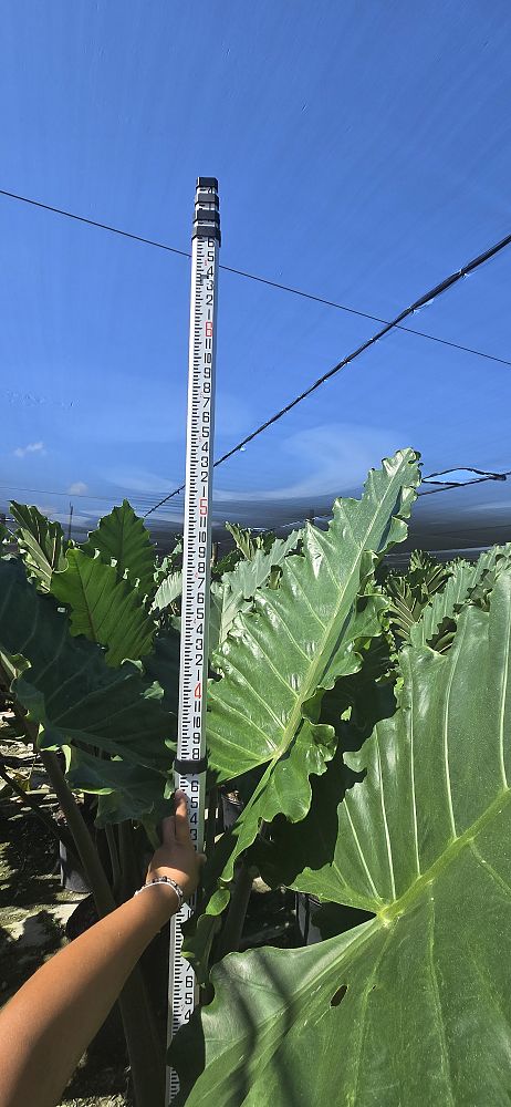 alocasia-portora-elephant-ear