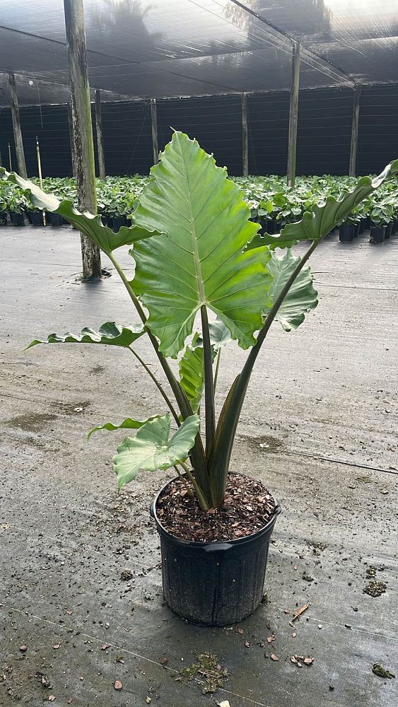 alocasia-portora-elephant-ear