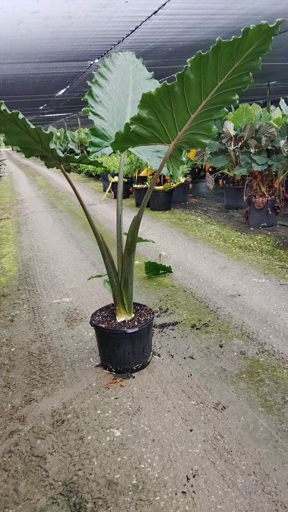 alocasia-portora-elephant-ear