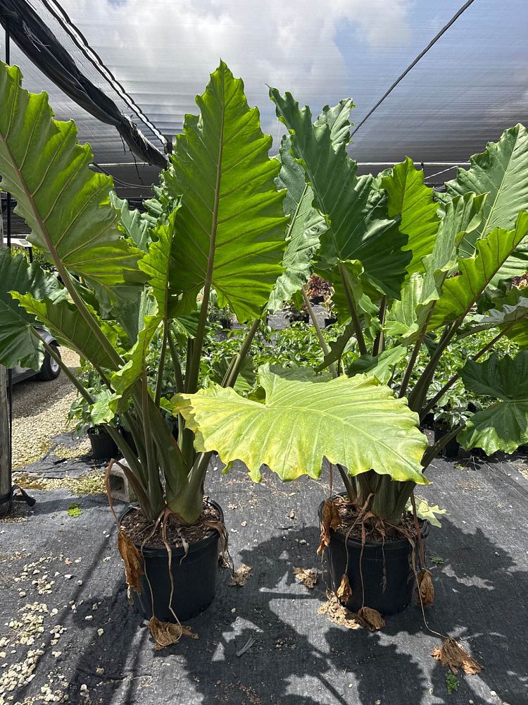 alocasia-portora-elephant-ear