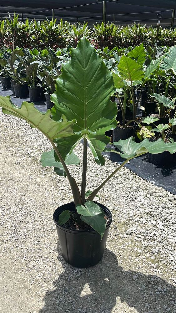 alocasia-portora-elephant-ear