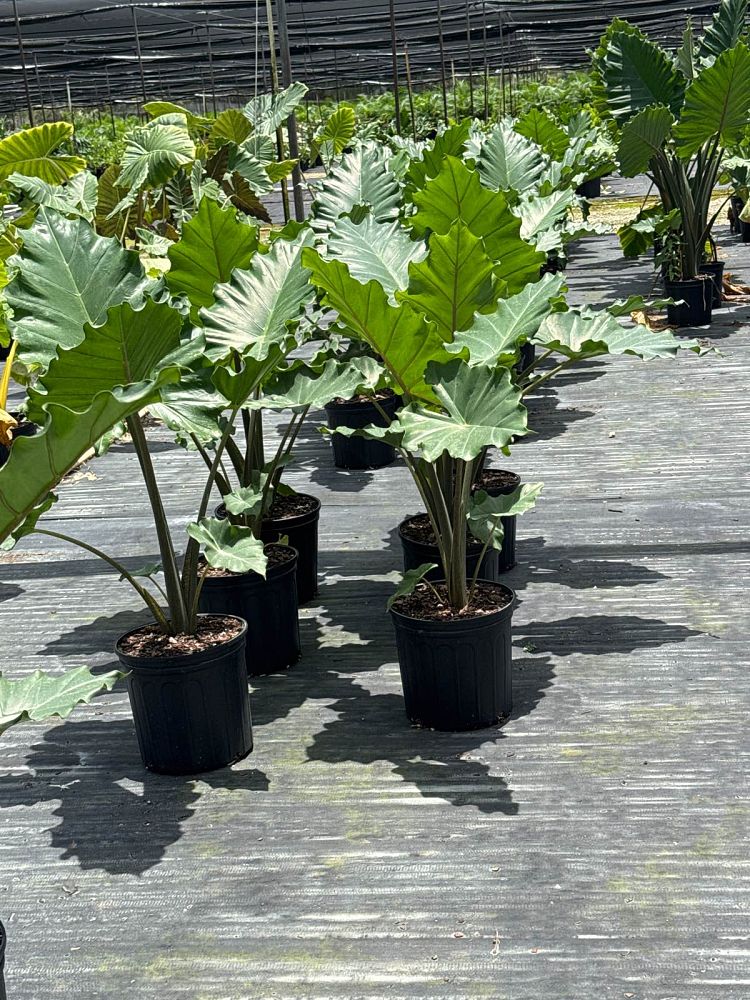 alocasia-portora-elephant-ear