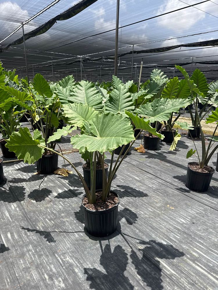 alocasia-portora-elephant-ear