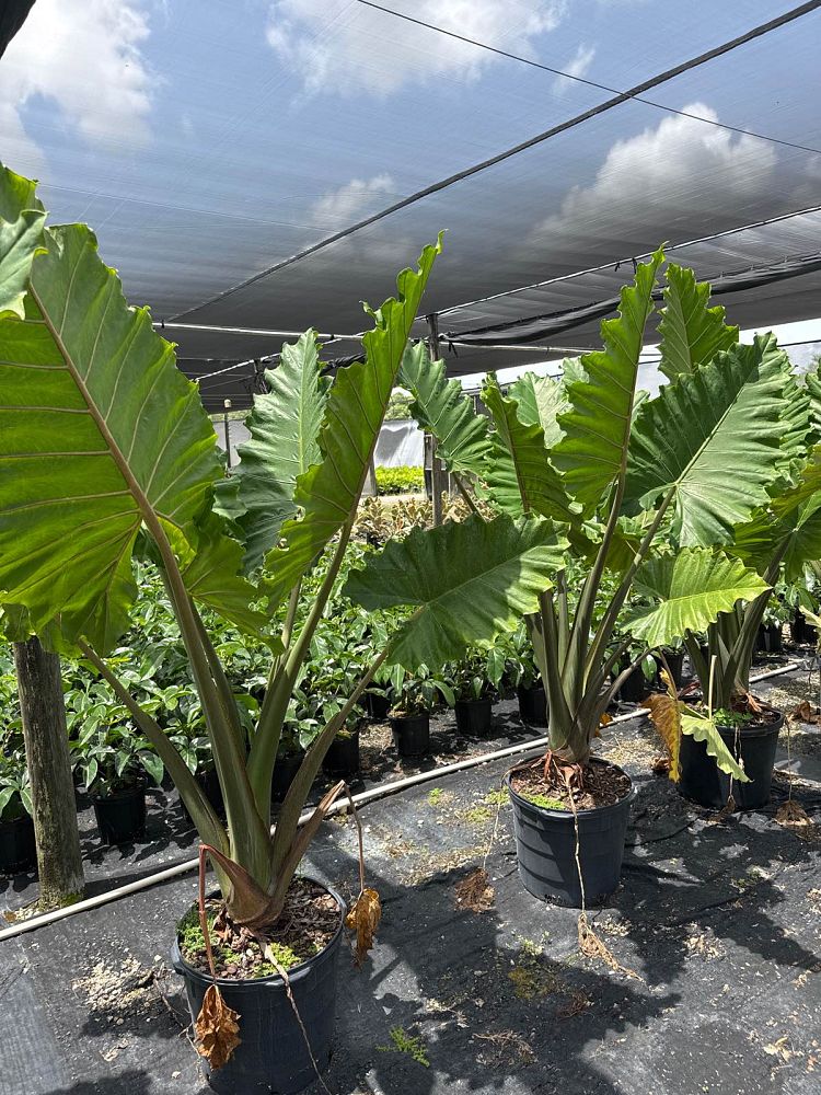 alocasia-portora-elephant-ear