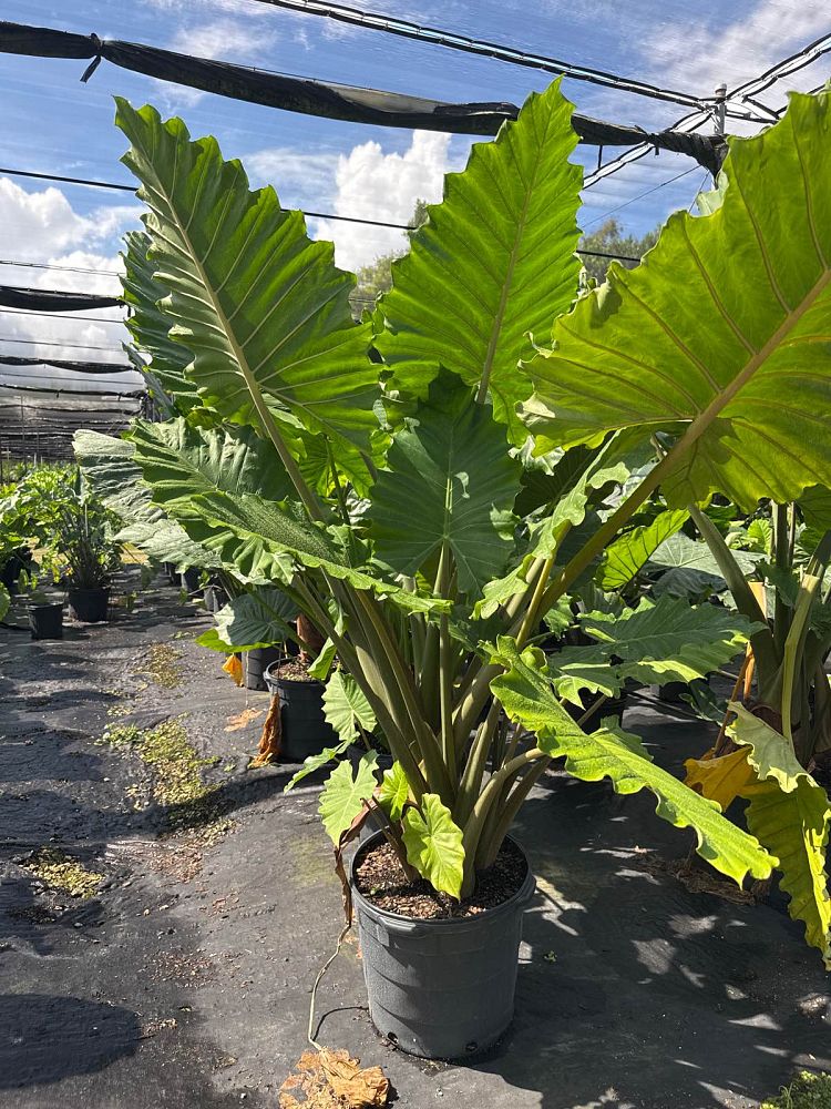 alocasia-portora-elephant-ear