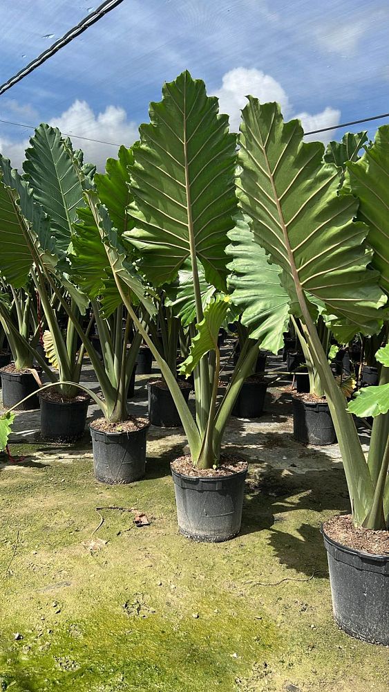 alocasia-portora-elephant-ear