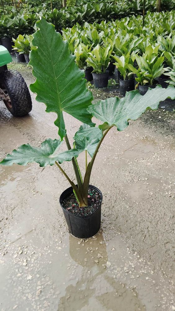 alocasia-portora-elephant-ear