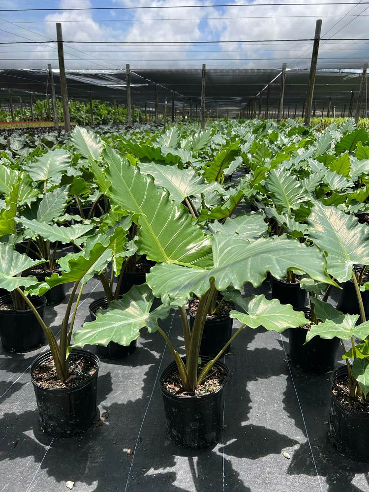 alocasia-portora-elephant-ear
