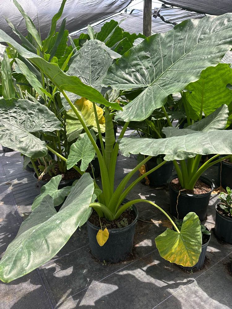 alocasia-portora-elephant-ear
