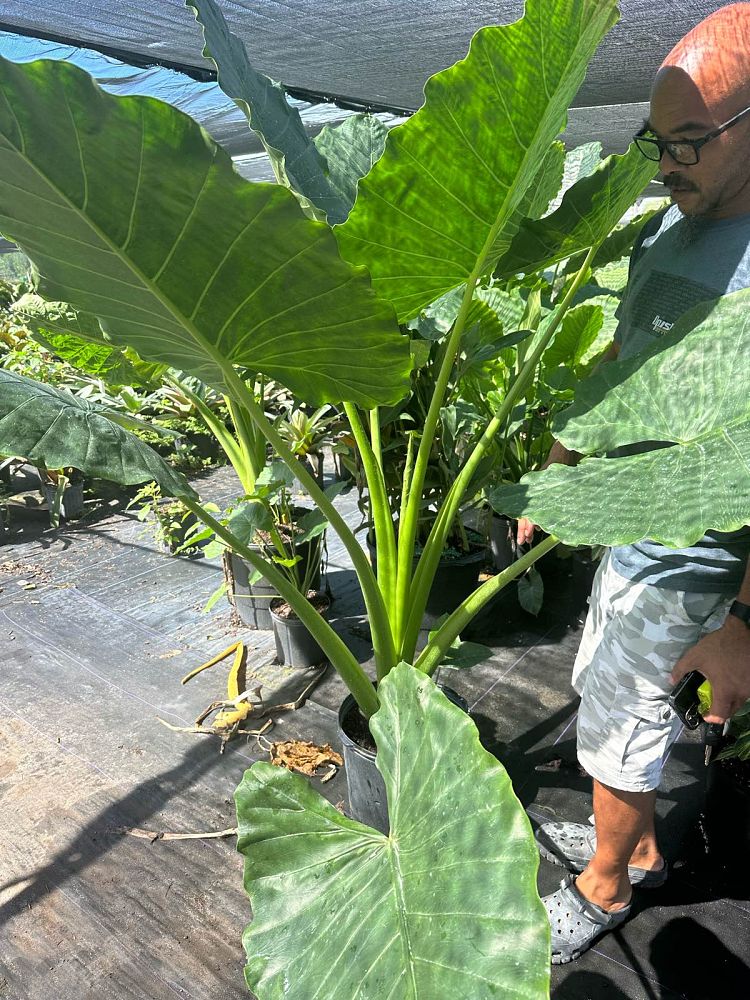 alocasia-portora-elephant-ear
