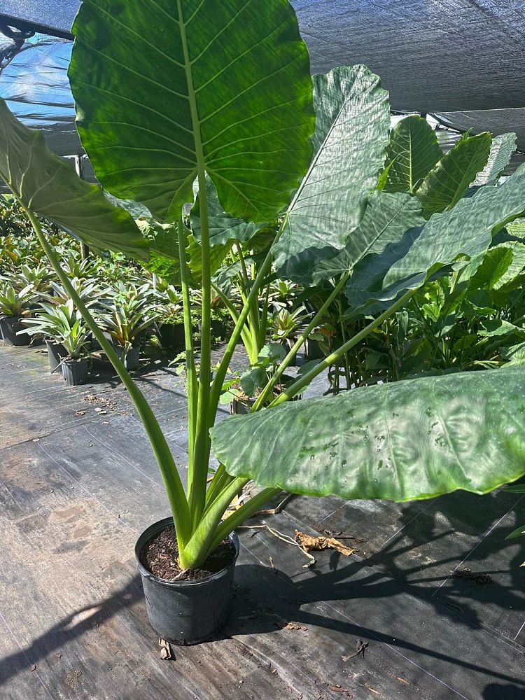 alocasia-portora-elephant-ear