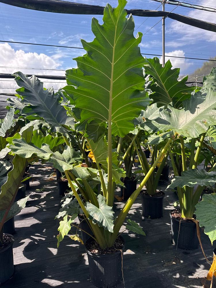 alocasia-portora-elephant-ear