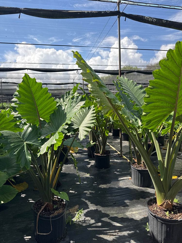 alocasia-portora-elephant-ear