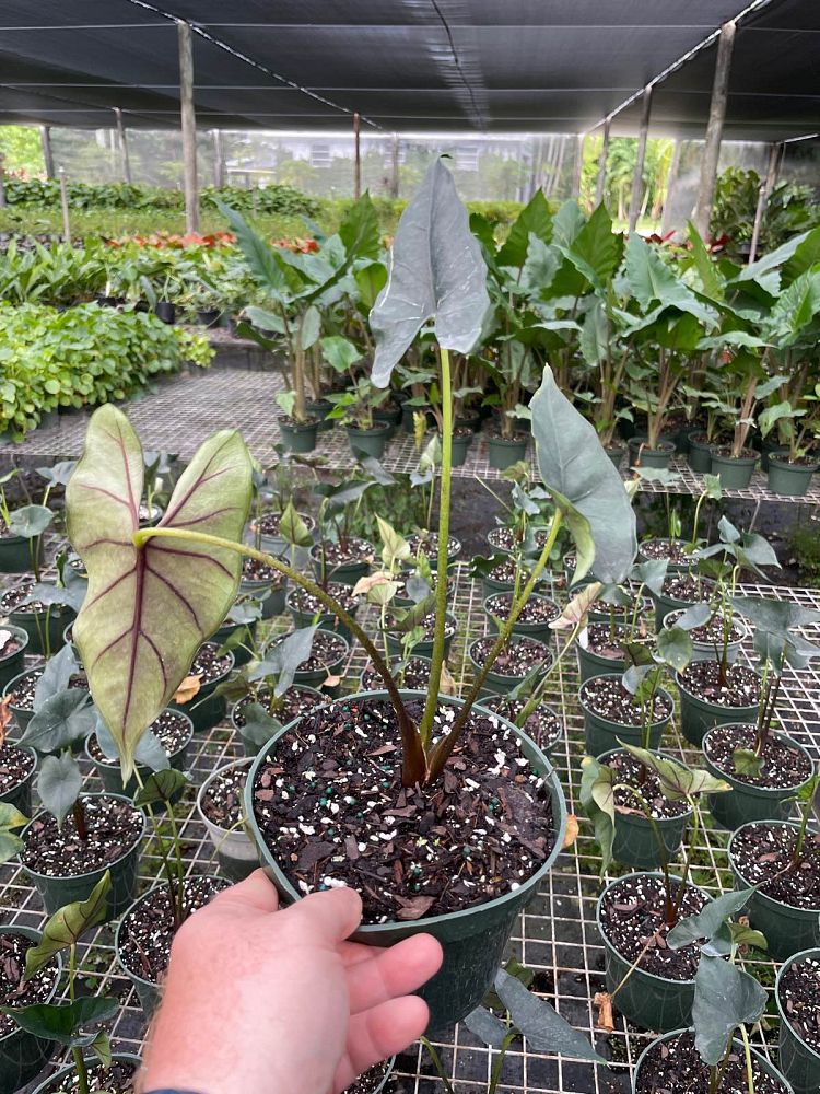 alocasia-princeps-purple-cloak-giant-upright-alocasia-elephant-ear