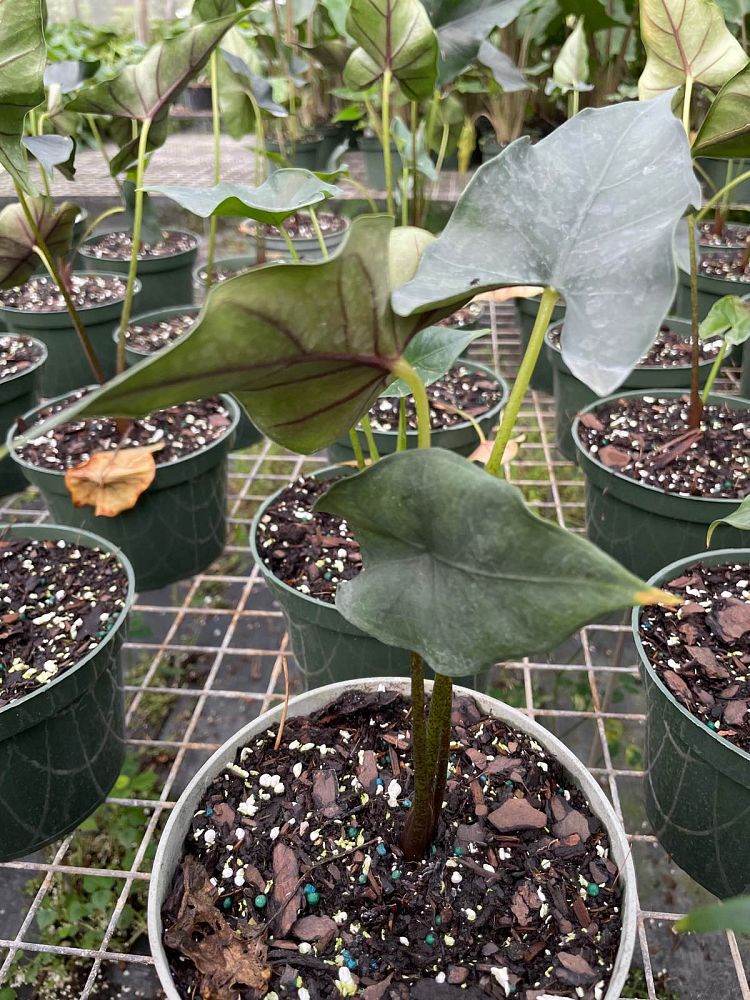 alocasia-princeps-purple-cloak-giant-upright-alocasia-elephant-ear