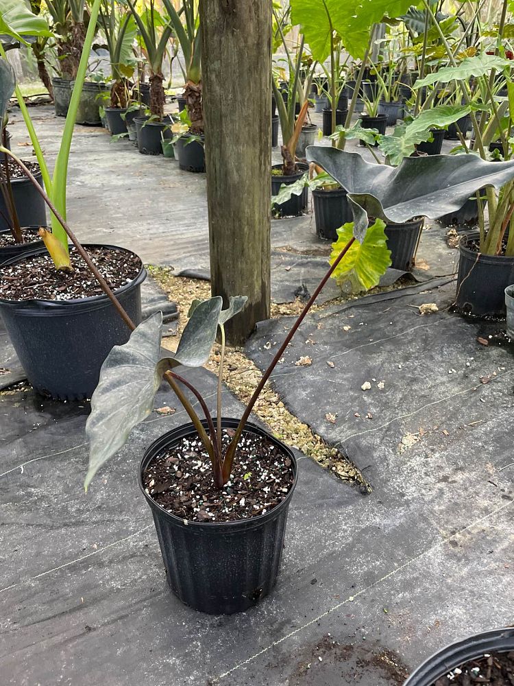 alocasia-princeps-purple-cloak-giant-upright-alocasia-elephant-ear