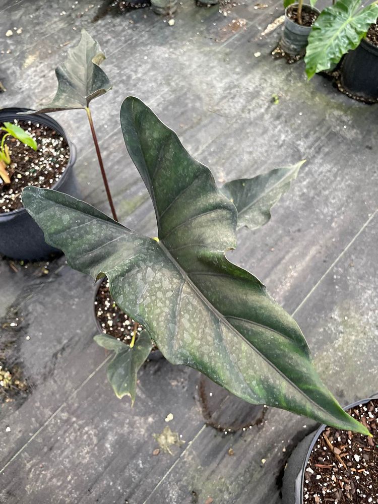alocasia-princeps-purple-cloak-giant-upright-alocasia-elephant-ear