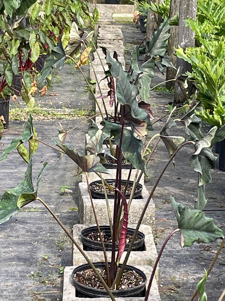 alocasia-princeps-purple-cloak-giant-upright-alocasia-elephant-ear