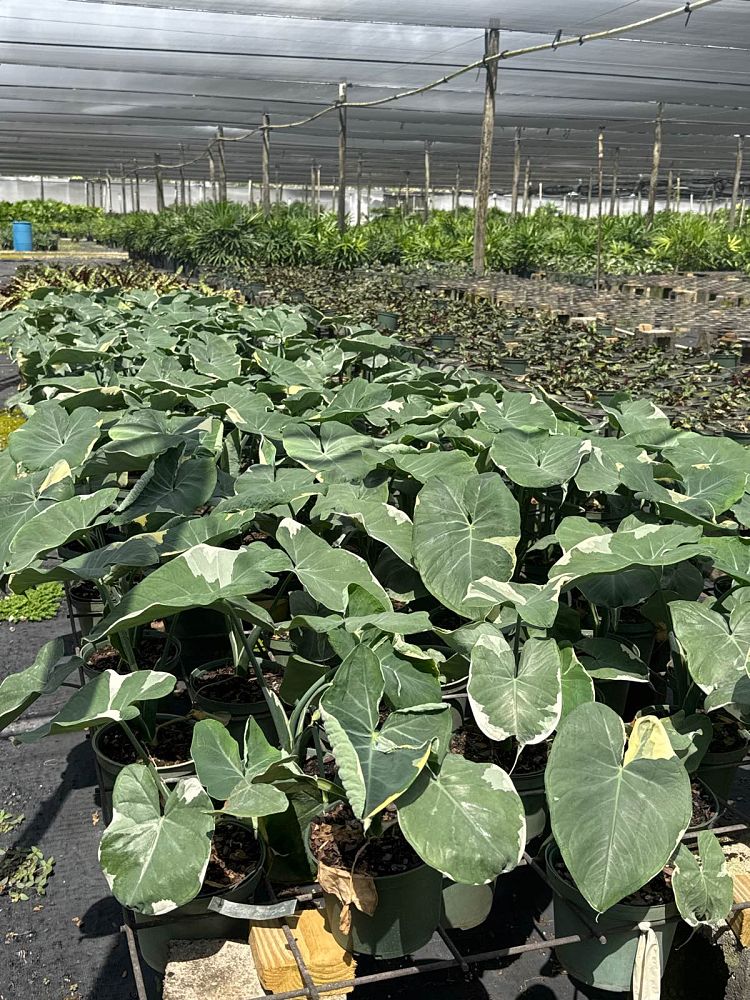 alocasia-rainbow-fantasy