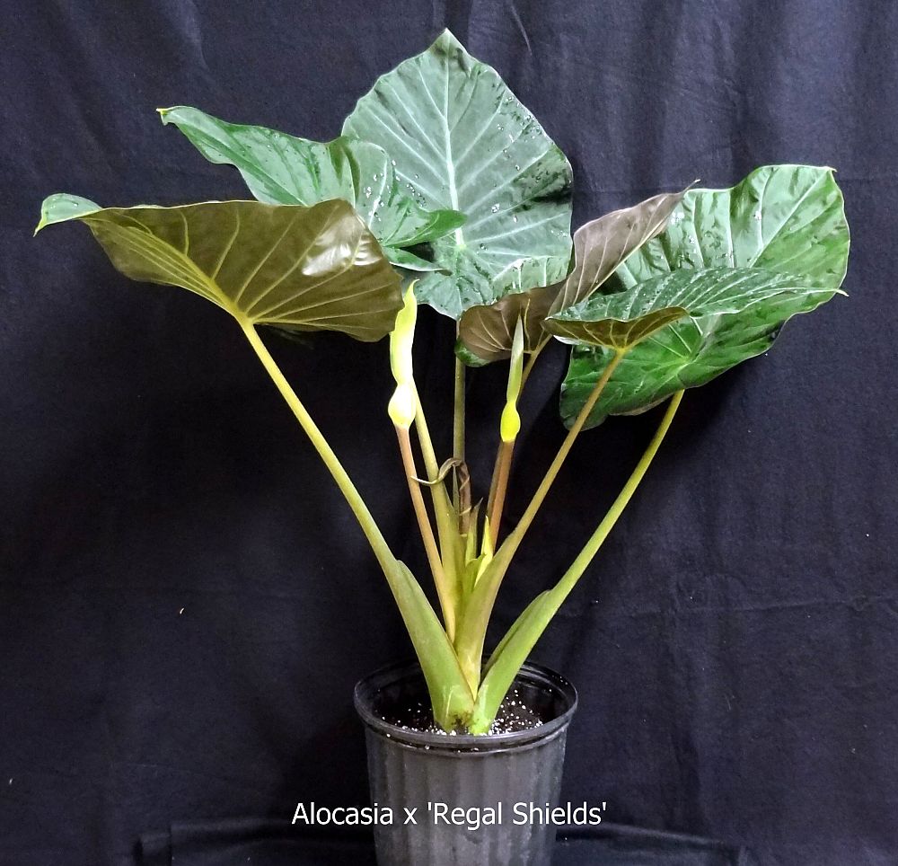 alocasia-regal-shields-elephant-ear
