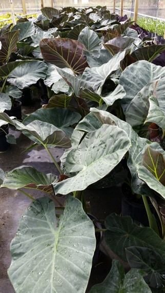 alocasia-regal-shields-elephant-ear