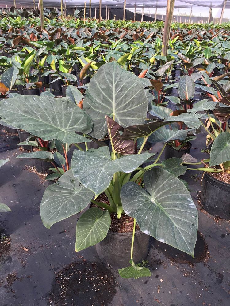 alocasia-regal-shields-elephant-ear