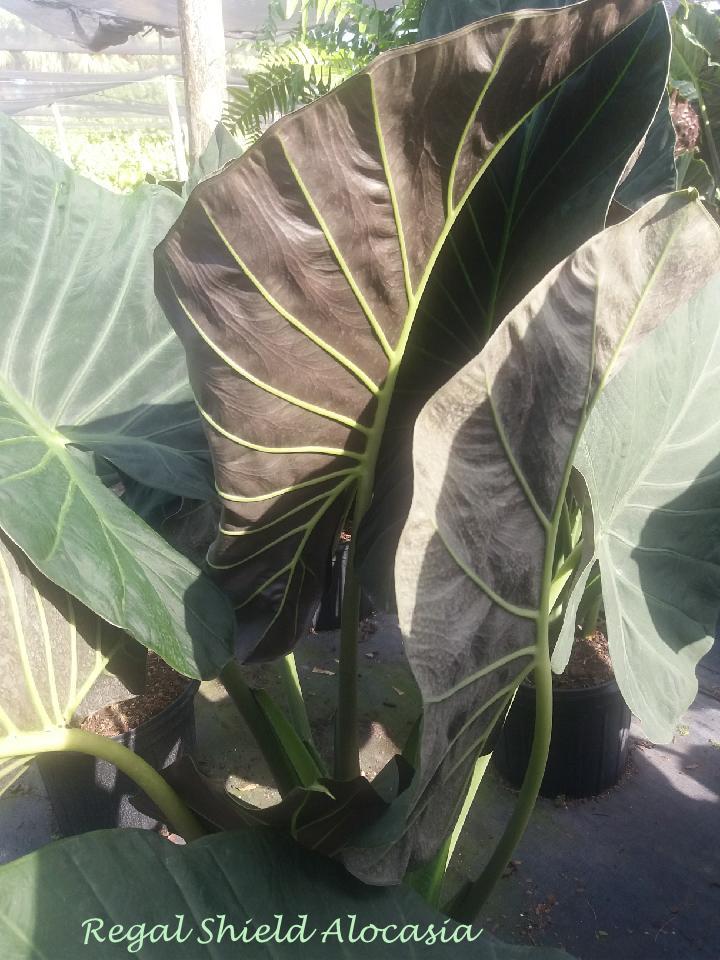 alocasia-regal-shields-elephant-ear