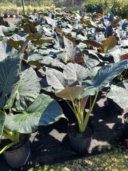 alocasia-regal-shields-elephant-ear