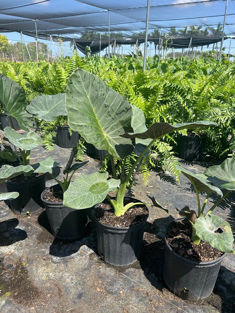 alocasia-regal-shields-elephant-ear