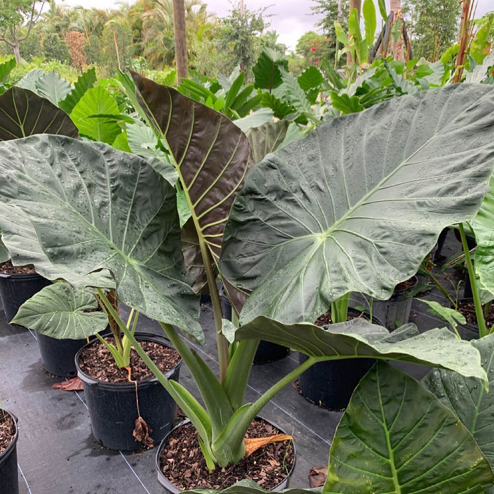 alocasia-regal-shields-elephant-ear