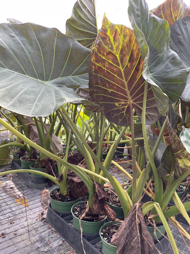 alocasia-regal-shields-elephant-ear