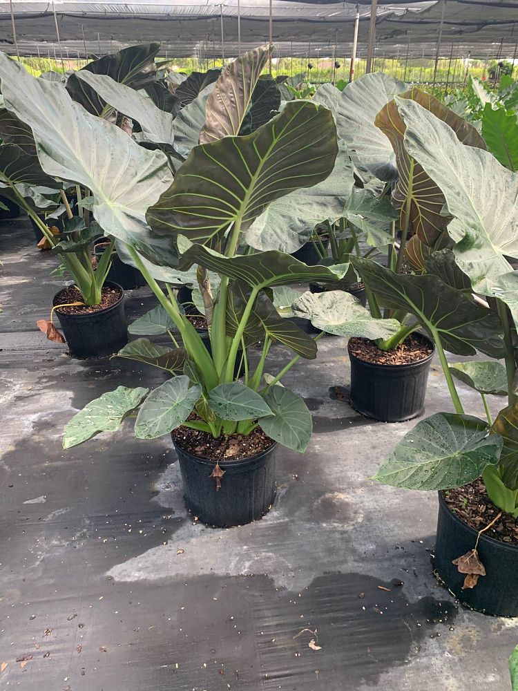 alocasia-regal-shields-elephant-ear