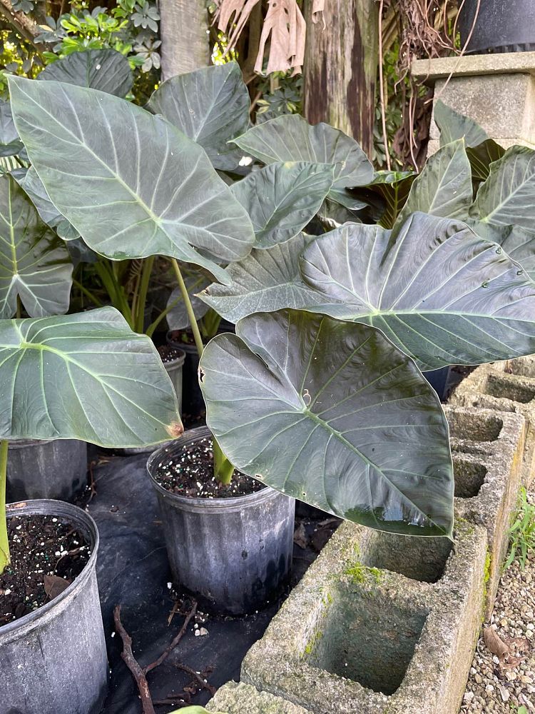 alocasia-regal-shields-elephant-ear