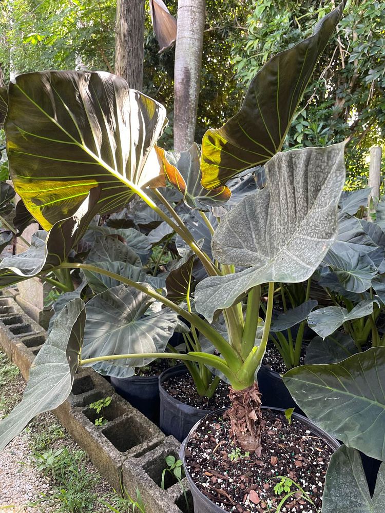 alocasia-regal-shields-elephant-ear