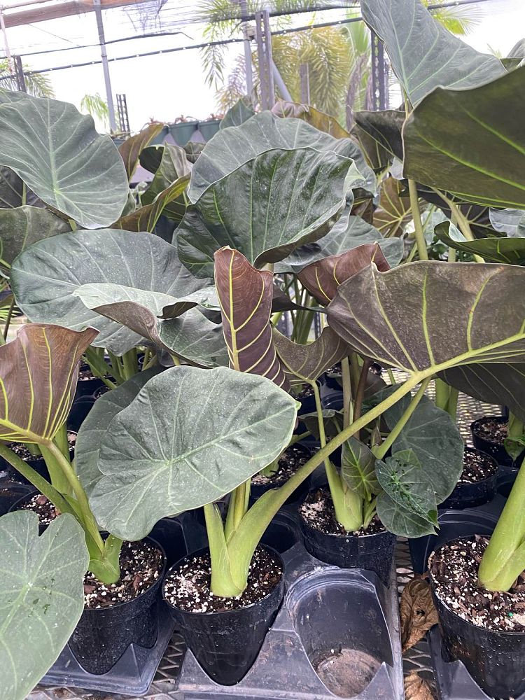 alocasia-regal-shields-elephant-ear