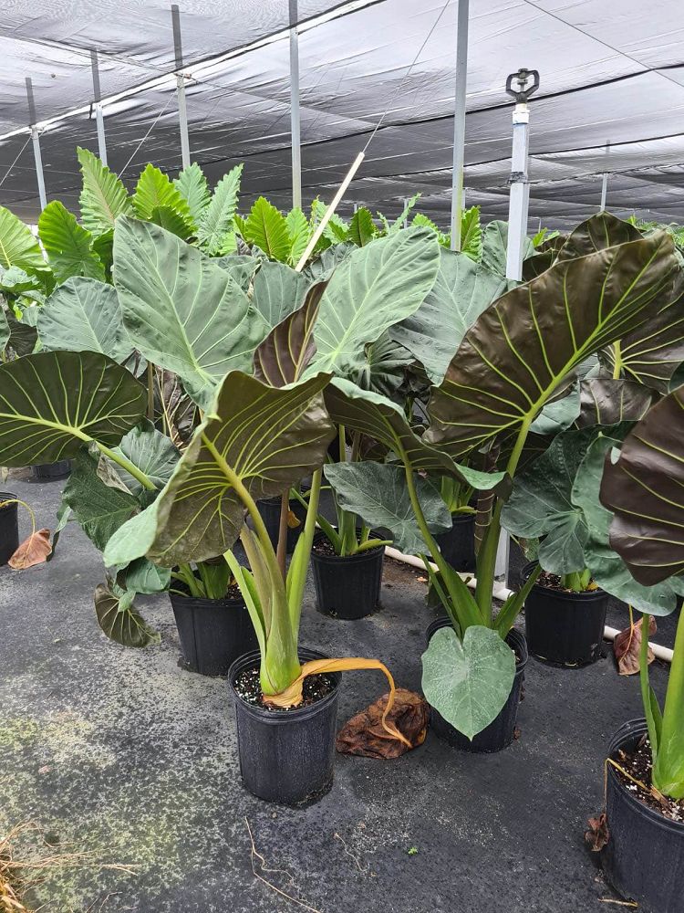 alocasia-regal-shields-elephant-ear
