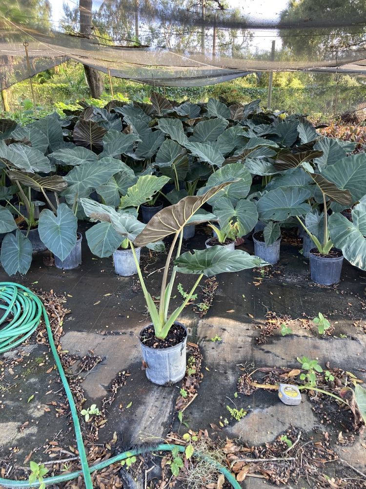 alocasia-regal-shields-elephant-ear