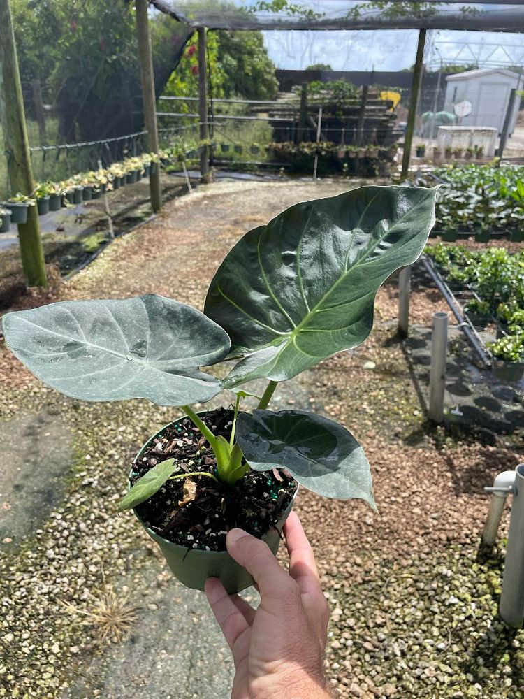 alocasia-regal-shields-elephant-ear