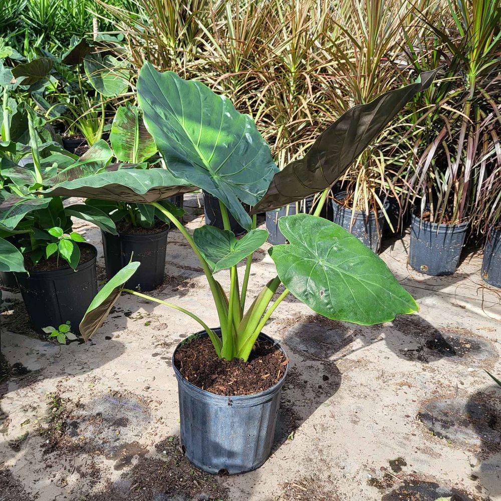 alocasia-regal-shields-elephant-ear