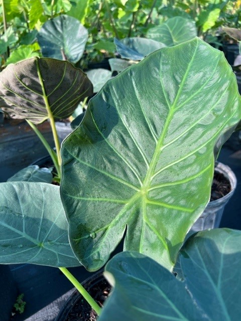 alocasia-regal-shields-elephant-ear