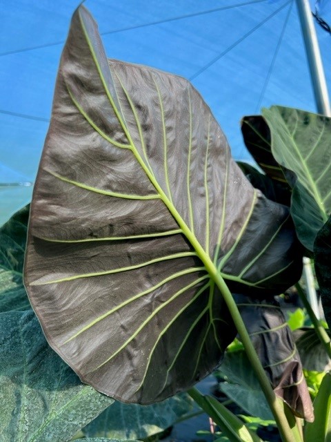 alocasia-regal-shields-elephant-ear