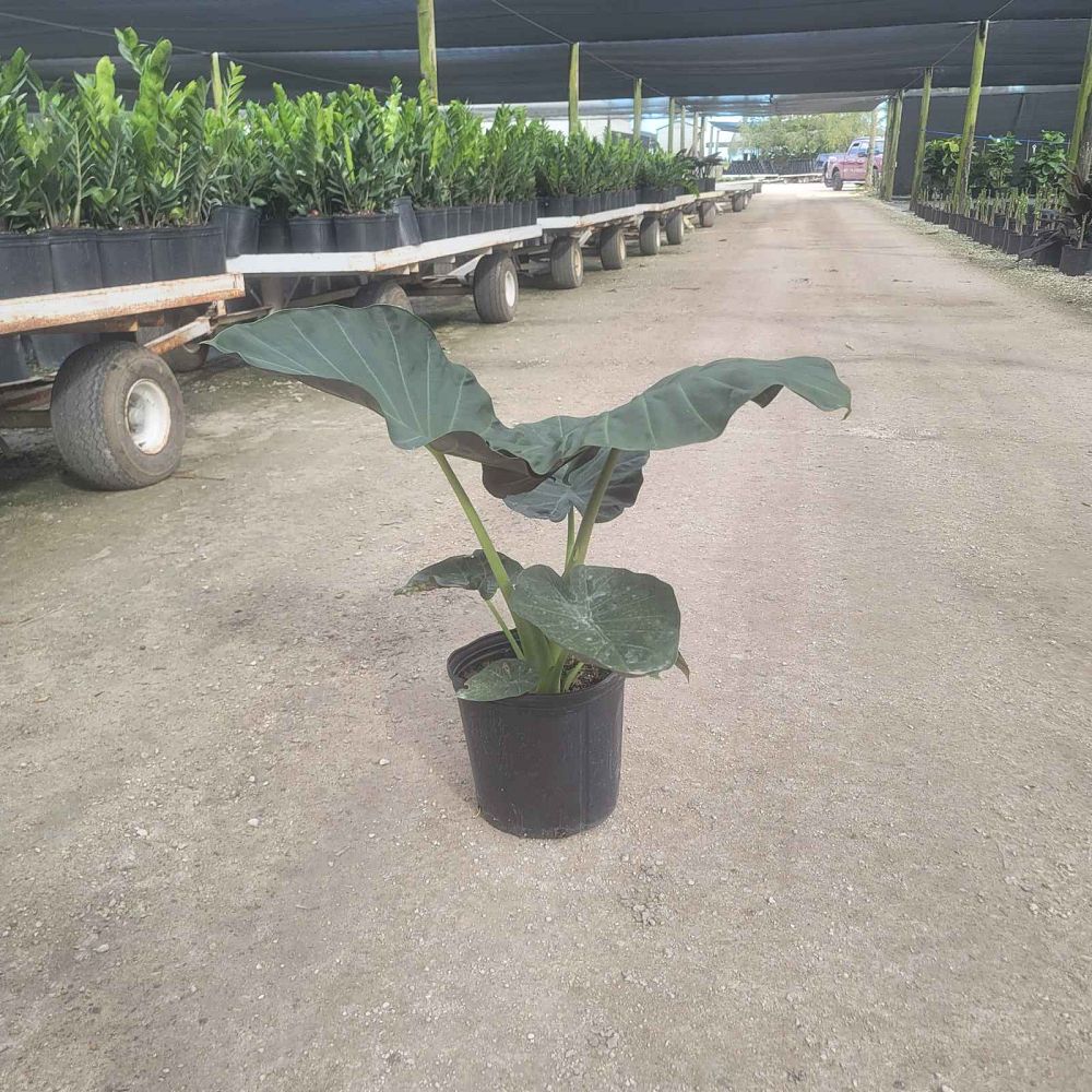 alocasia-regal-shields-elephant-ear