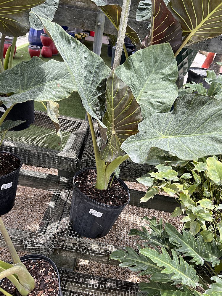 alocasia-regal-shields-elephant-ear